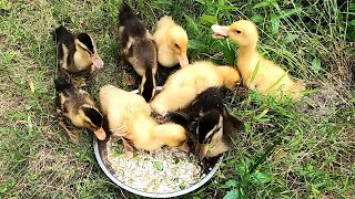 Feeding the ducks - Cutest Ducklings Cute baby animals Videos