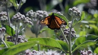 Where Have the West’s Monarch Butterflies Gone? |  Monarch Butterflies Facts