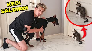 YAVRU KEDİ KÖPEĞİME SALDIRDI ve TEPKİSİ | Doberman Vlog | Siyah Giyen Genç