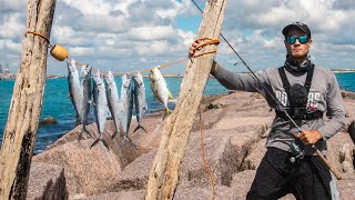 catch n' cook SPANISH MACKEREL swarming the beaches!