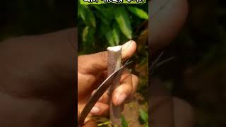 আম গাছে কলম করার সহজ  পদ্ধতি|shot video.