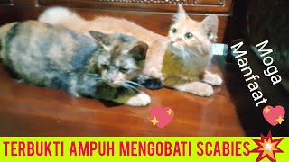 scabies pada kucing dan cara mudah mengobati nya