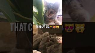 I can't believe what that cat did #cats #funnycats #kitten #kitty #cat #kittycat #kittycat #viral