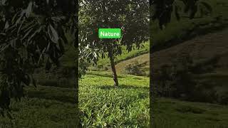 Nature#travelvlog #travel #village #beautiful #nature #kenya #tea @kenyacitizentv @Tuko