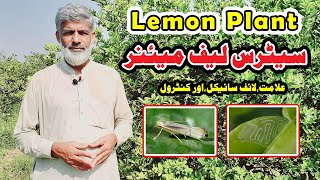 Lemon Citrus Leaf Miner control and life cycle || citrus leaf curl treatment