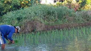 The Phlippines: The start of planting rice!! Back breaking work!!