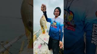 Dahsyatnya menarik ikan #fishing #predatorrawa #fish #rawapening #mancingrawa #shortvideo #shorts