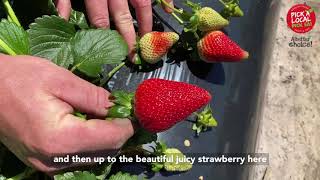 Harvest the Fleurieu (Meet your Grower)