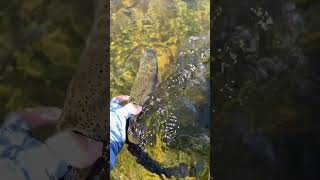 Trout Release on the Madison River, Montana