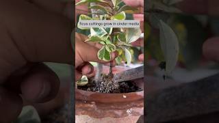 Ficus cuttings grow in cinder media |Love Ficus propagation method#shorts#viral#garden#youtubeshorts