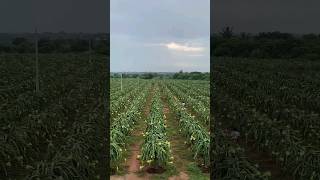 Dragon fruit flower blooming 🌺 #shorts #dragon fruit #farming #trending