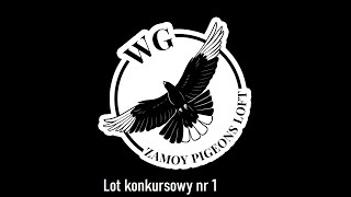 WG Zamoy Pigeons Loft 2023 lot konkursowy nr 1