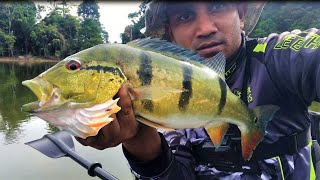 Kayak fishing for Peacock bass - Trying out new locations on the Brokopondo lake (Suriname)