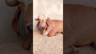 Top gir breeding farm in haryana Naloi