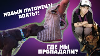 ГДЕ МЫ ПРОПАДАЕМ? НОВЫЙ ПИТОМЕЦ И ДРУГИЕ НОВОСТИ