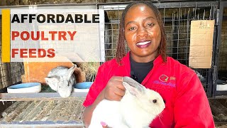 🐰 EXPANDING OUR RABBIT FARM | New Hybrid Breeds & Kits in Modern Self-Cleaning Cages! 🐰 #shorts