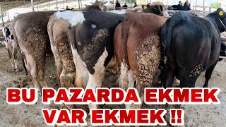 DIŞARIDAN ALICI ÇOK | HAVRAN HAYVAN PAZARINDA YOK YOK !!