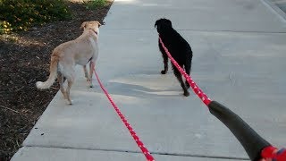 Constructing A Long (But Cheap) Dog Leash