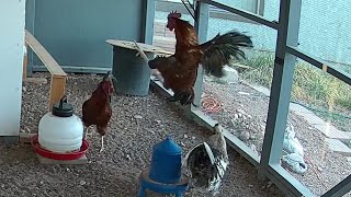 Maelstrom Spooks Morgen - Rooster Startled By His Brother