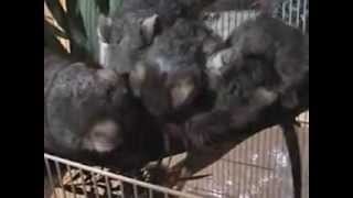 Baby ringtail possums feeding