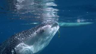 Whaleshark feeding On the Surface Next To Outrigger Boat - Oslob, Philippines