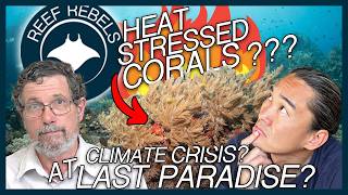 Are Corals COOKED in THE LAST PARADISE when its so HOT?!