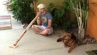 "Om Sweet Om" Eucalyptus Didgeridoo by Ken Wark