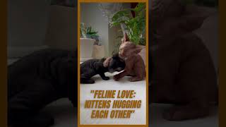 Feline Love Kittens Hugging Each Other #youtubeshorts #adorablecats #catshorts #kittens #kittenofAS