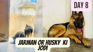 Day 8,husky or jarman shaferd ki jodi ban gyi.