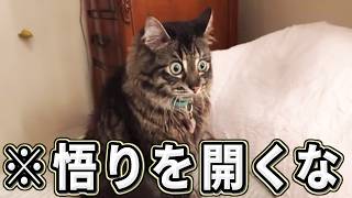 【2ch動物スレおもしろ猫50連発！】ツッコミどころ満載な猫のおもしろ動画集！パート7（鳴き声、子猫、かわいい）