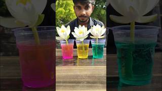 Flowers colour change hacks #experiment  #science