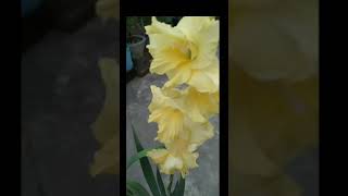 Yellow gladiolus flower|| #shorts