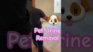 #petodor  #pets #pet #petstain #urineodorremoval #cats #carpetcleaning #petlover #satisfying #shorts