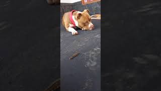 Perro pitbull y un gusano de palmera