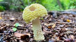 Rainy Day Mushroom Finds!  #mushroom #mushroomhunting #nature #forest #hiking  #explore #relaxing