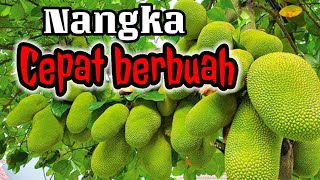 cara lengkap agar nangka cepat berbuah lebat