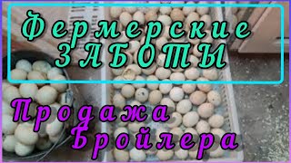 Сезон начался//Продажа бройлеров