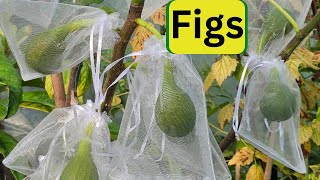 Figs