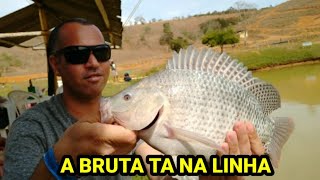 Passeio pesca e tilápia na linha