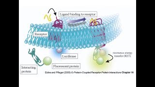 Real-time Profiling of Receptor Pharmacology