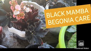 BLACK MAMBA BEGONIA: CARE AND PROPAGATION #begonia #gardening