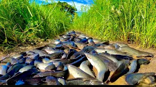 Wow amazing fishing! A lot of catch fish in rainy season at field catch by hand a fisherman today