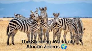 The Stunning World of African Zebras 🌍 #AnimalsOfAfrica #ZebraLover #AfricanSafari #AfricaWildlife