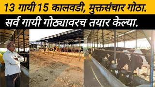 13 गायी 15 कालवडी, दररोज दुध 150 लिटर. सर्व गायी घरी तयार केल्या. जबरदस्त नियोजन:hf cow: