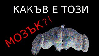 ЗА ПЪРВИ ПЪТ! Сканиран мозък! Научни новини