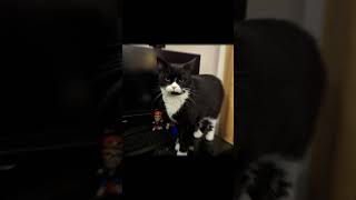 Check Out My Cats Channel - Mae The Cat