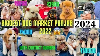 Cheapest dog Market in India || Upcoming dog Market list #Dog #Pet #reels