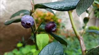 Tanaman Blueberry tumbuh dengan baik dan mampu berbuah di Iklim Tropis