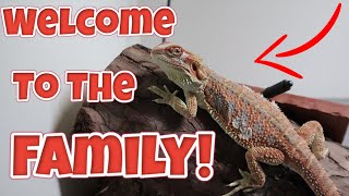 WE RESCUED AND REHOMED A BEARDED DRAGON!