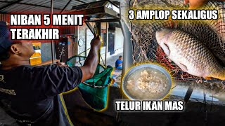 UMPAN TELUR IKAN MAS DAPAT 3 AMPLOP !! TOTAL TERBANYAK !! GALATAMA IKAN MAS YOGYAKARTA